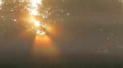Zonnestralen door de mist en bomen. #buienradar