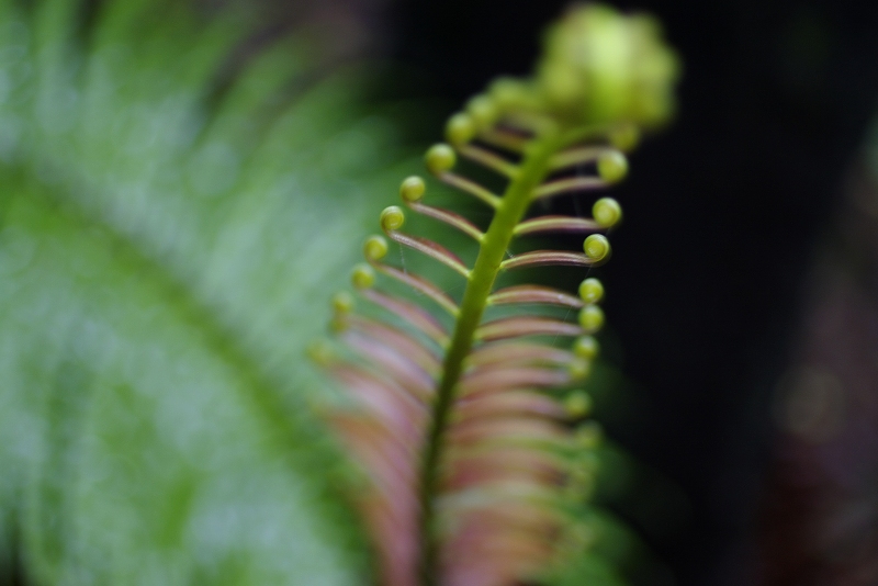 新芽