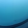 First shark?