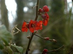 kweepeer bloesems #buienradar