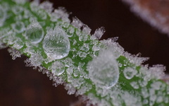 bevroren druppels op gras #buienradar